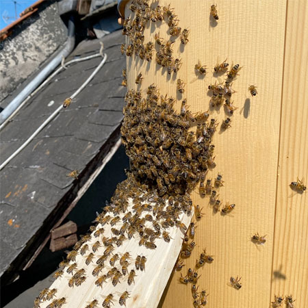 Nachhaltig Bienen halten