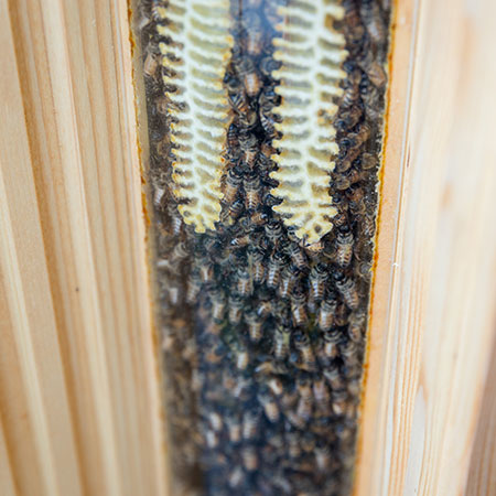 Nachhaltig Bienen halten
